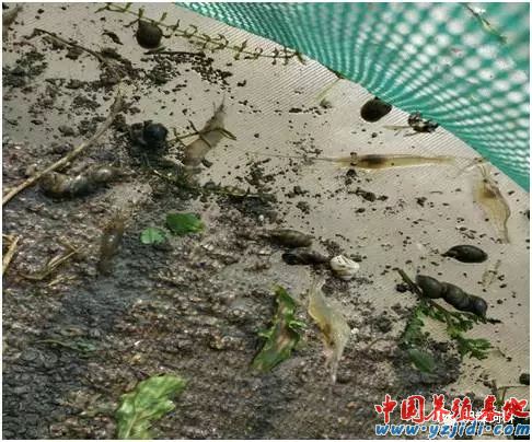 中國養殖基地 yzjidi.com