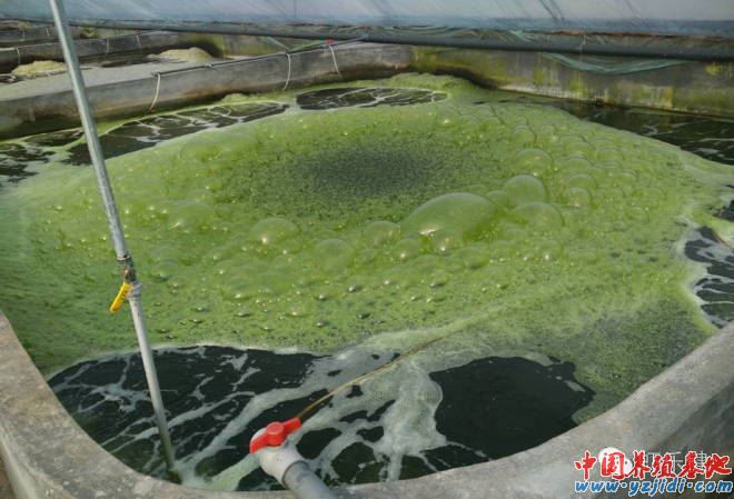 中國養殖基地 yzjidi.com