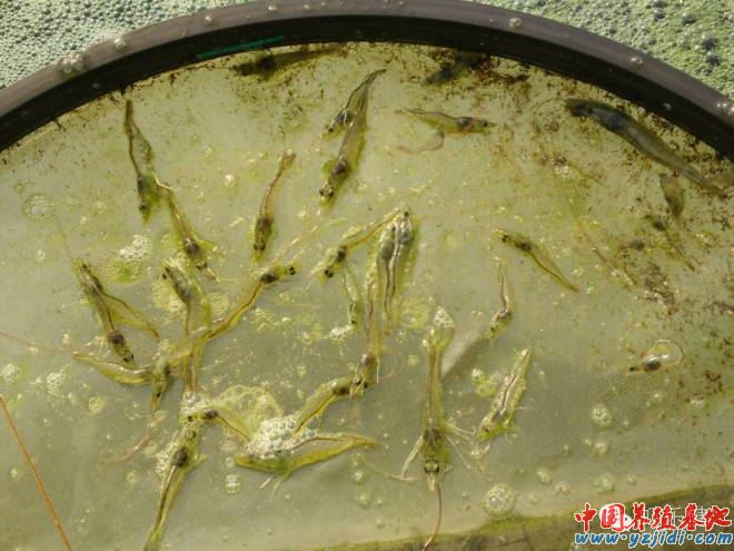 中國養殖基地 yzjidi.com