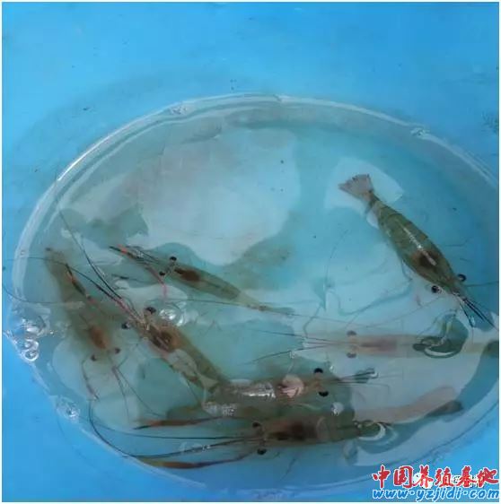 中國養殖基地 yzjidi.com