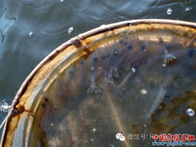 中國養殖基地 yzjidi.com