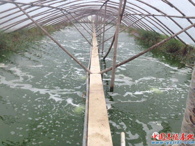 中國養殖基地 yzjidi.com