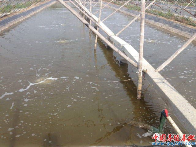 中國養殖基地 yzjidi.com