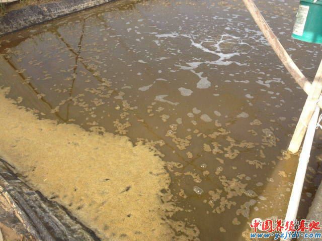 中國養殖基地 yzjidi.com