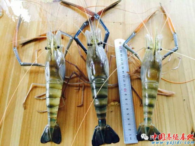 中國養殖基地 yzjidi.com