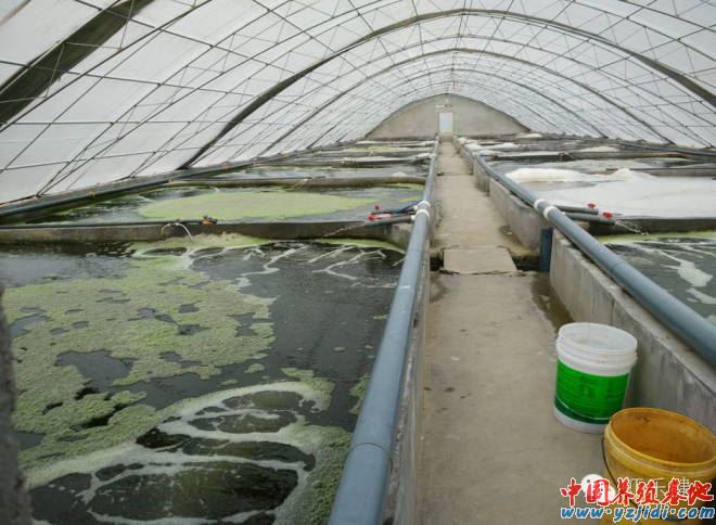 中國養殖基地 yzjidi.com