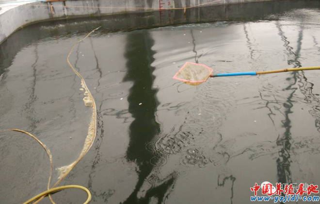 中國養殖基地 yzjidi.com