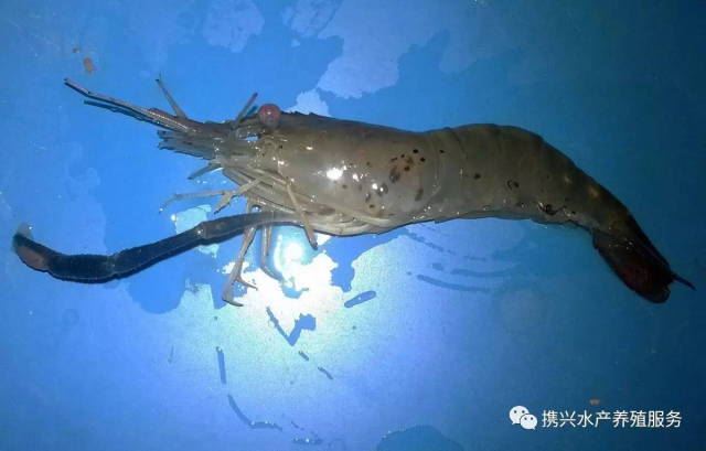 中國養殖基地 yzjidi.com