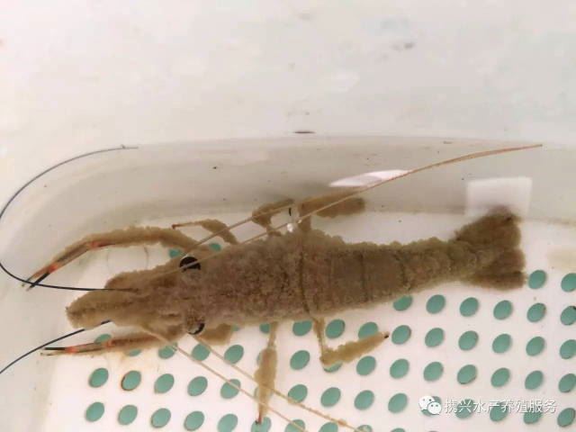 中國養殖基地 yzjidi.com
