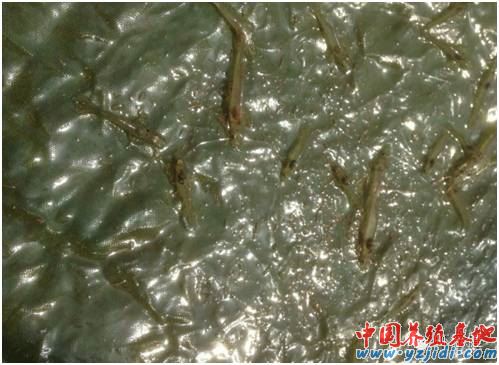 中國養殖基地 yzjidi.com