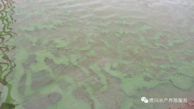 中國養殖基地 yzjidi.com