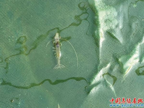 中國養殖基地 yzjidi.com