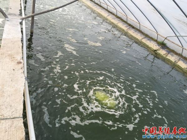 中國養殖基地 yzjidi.com