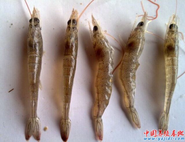 中國養殖基地 yzjidi.com