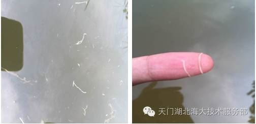中國養殖基地 yzjidi.com