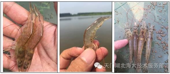 中國養殖基地 yzjidi.com