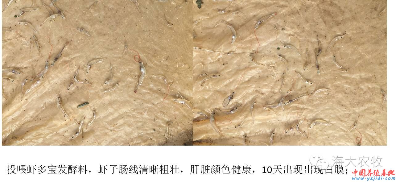 中國養殖基地 yzjidi.com