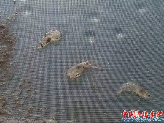 中國養殖基地 yzjidi.com