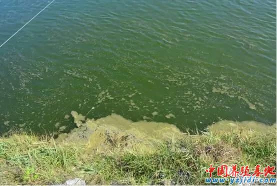 中國養殖基地 yzjidi.com