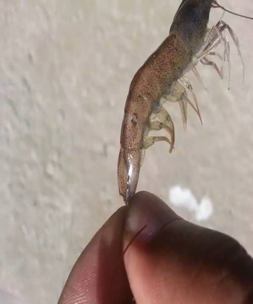 中國養殖基地 yzjidi.com