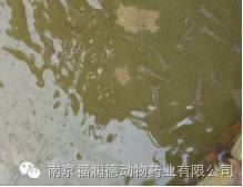 中國養殖基地 yzjidi.com