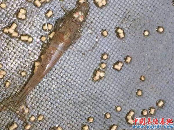 中國養殖基地 yzjidi.com