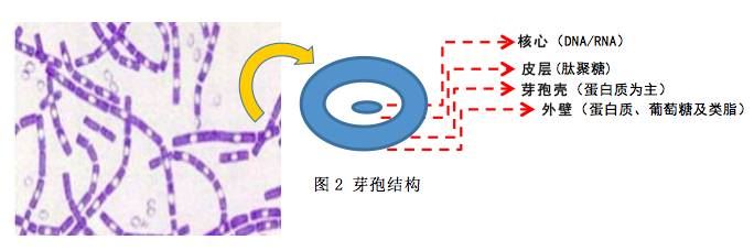 中國養殖基地 yzjidi.com