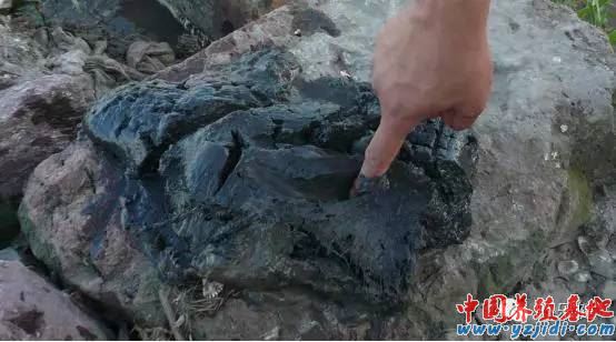 中國養殖基地 yzjidi.com