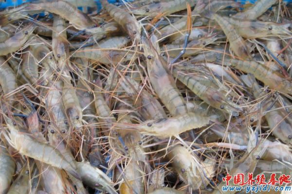中國養殖基地 yzjidi.com
