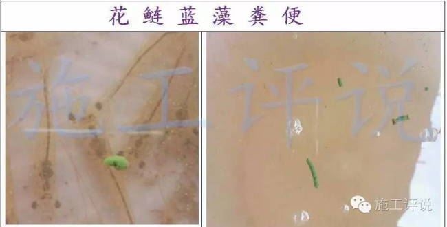 中國養殖基地 yzjidi.com