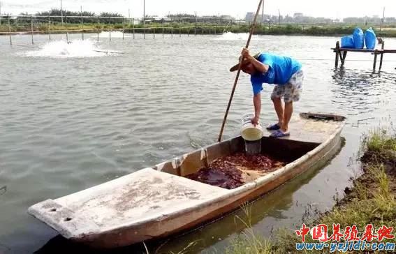 中國養殖基地 yzjidi.com