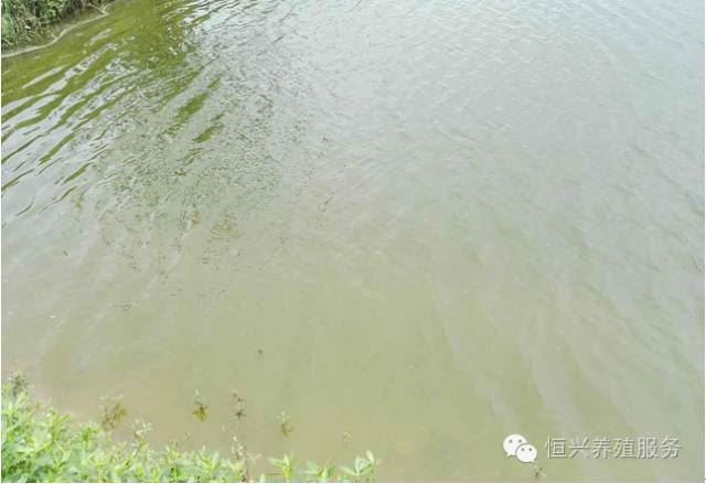 中國養殖基地 yzjidi.com