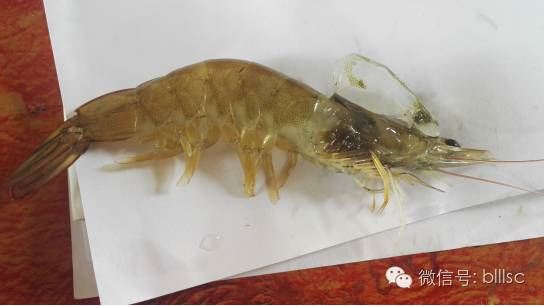 中國養殖基地 yzjidi.com