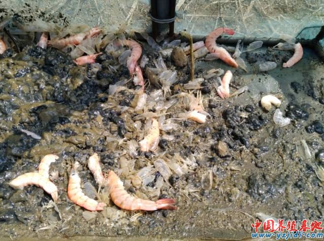 中國養殖基地 yzjidi.com