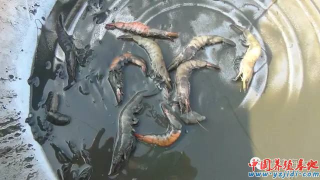 中國養殖基地 yzjidi.com
