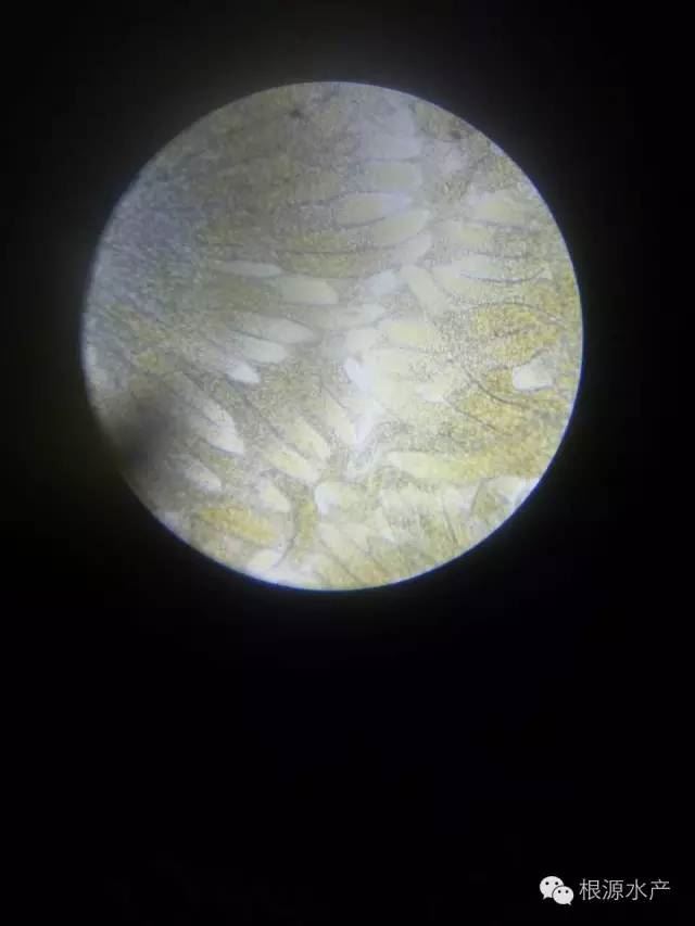 中國養殖基地 yzjidi.com