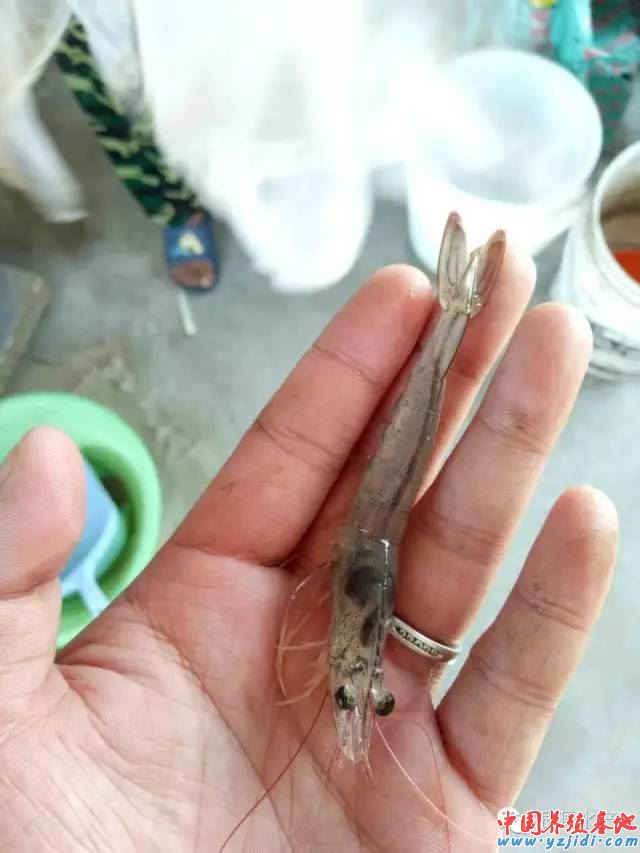 中國養殖基地 yzjidi.com