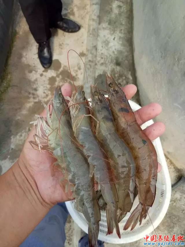 中國養殖基地 yzjidi.com