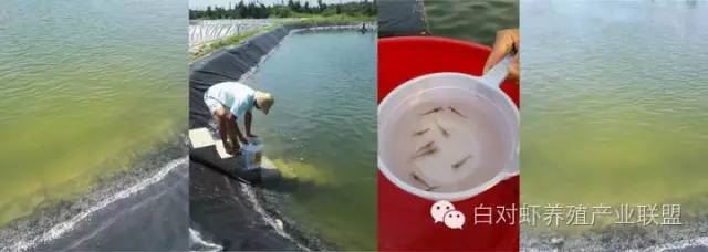中國養殖基地 yzjidi.com