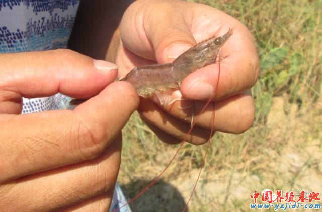 中國養殖基地 yzjidi.com