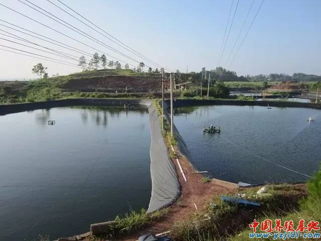 中國養殖基地 yzjidi.com