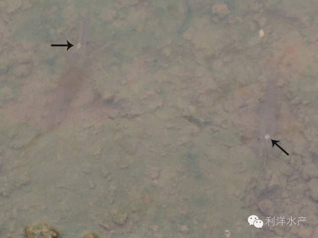 中國養殖基地 yzjidi.com