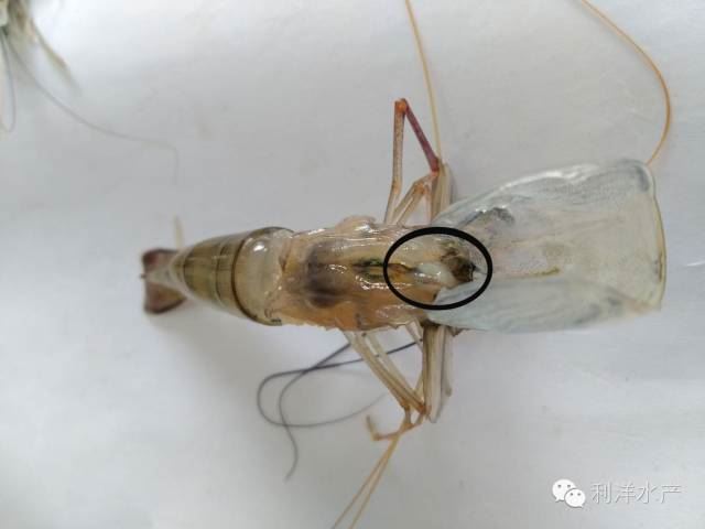 中國養殖基地 yzjidi.com
