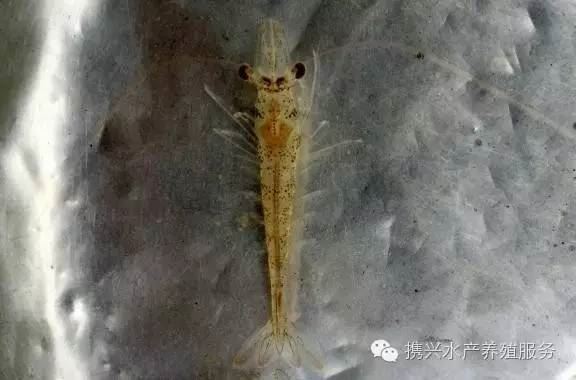 中國養殖基地 yzjidi.com