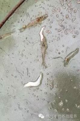 中國養殖基地 yzjidi.com