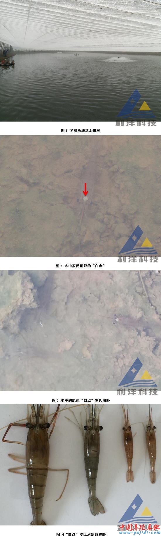中國養殖基地 yzjidi.com