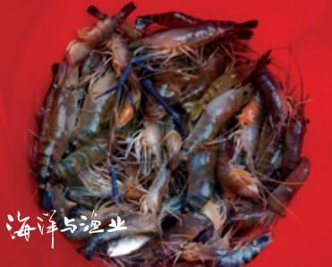 中國養殖基地 yzjidi.com