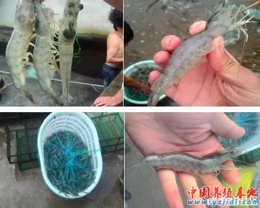 中國養殖基地 yzjidi.com