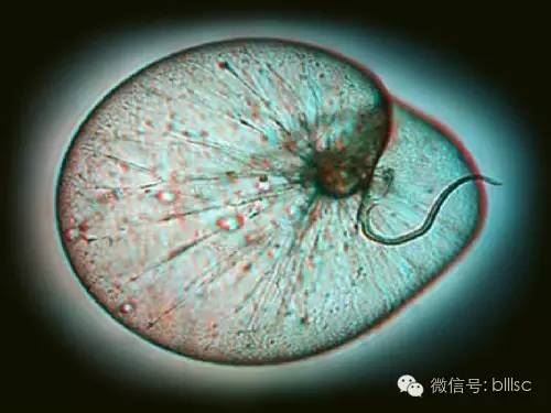 中國養殖基地 yzjidi.com
