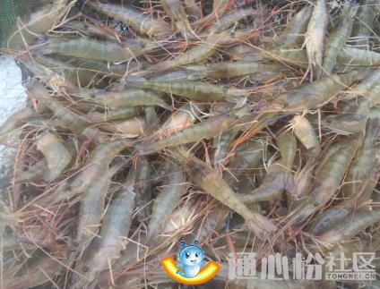 中國養殖基地 yzjidi.com
